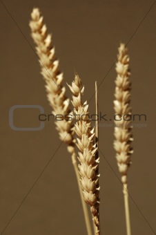 cereal crop detail