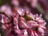 bee on pink flowers