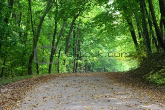 Tree covered road in early autumn.