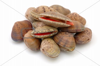 Stack of live clams