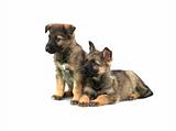 two Germany sheep-dog puppies isolated on white background