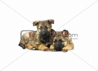 two Germany sheep-dog puppies isolated on white background