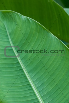 Banana leaf in layers