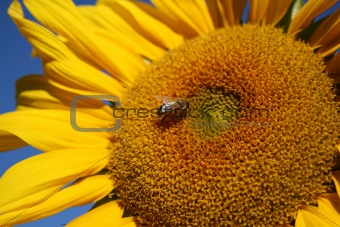 Bees on Sunflowers