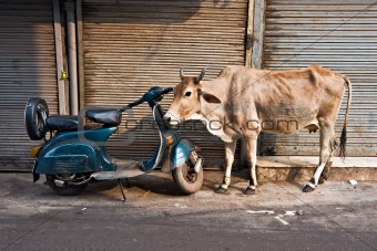 Cow and scooter, Old Delhi, India.