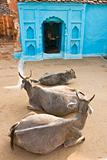 Three Cow in Orcha, India.