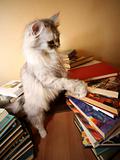 Many old books and cat