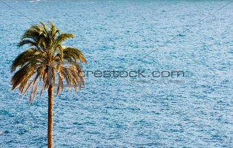 Palm with Sea.