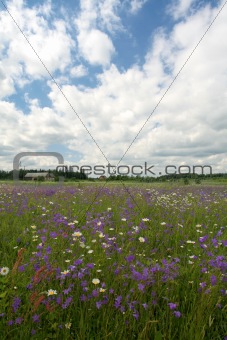 Amazing bluebell field with cloudy sky