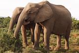 Two African Elephant Cows