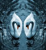Swan III