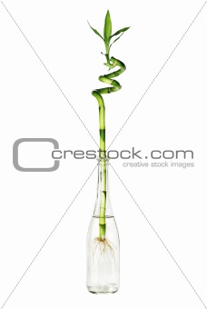 green bamboo in glass bottle