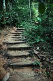 Tropical Jungle Trek Path