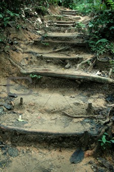 Tropical Jungle Trek Path