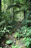 Jungle Trek Path