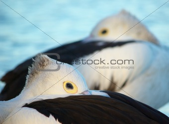 pelican abstract
