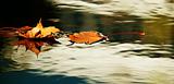 Yellow autumn leaves on the water