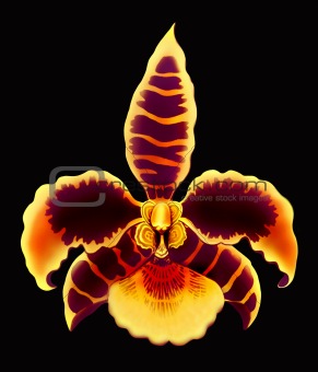 Rossioglossum Orchid Flower