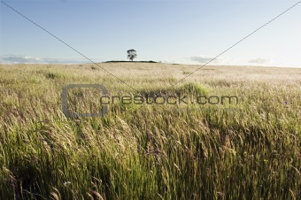 Pasture field
