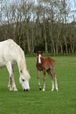 Mother and Foal