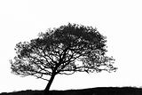 Leaning Hawthorn Tree