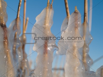 Icy reed