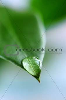 Water drop on green leaf