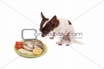 chihuahua and dinner