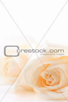 Beige roses background