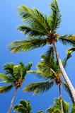 Palms on blue sky background