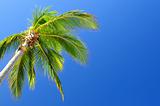 Palm on blue sky background