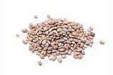 pinto beans isolated