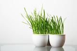 green grass in the white pots