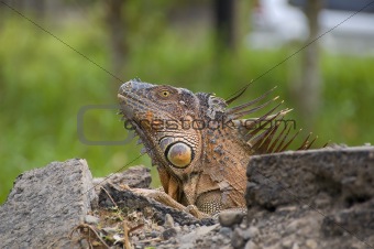 Iguana on a rock