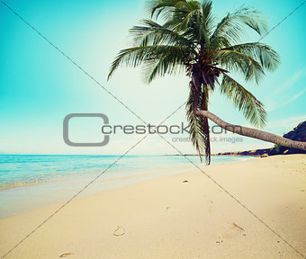 Tropical beach with coconut tree and clean sea