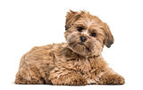 Lhasa apso dog, 8 months old, lying against white background