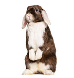 Rabbit looking at camera, on hind legs against white background