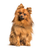 Keeshond dog looking at camera against white background