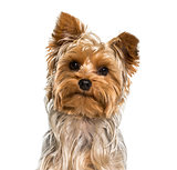 Yorkshire terrier dog in portrait against white background