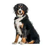 Bernese mountain dog in portrait against white background