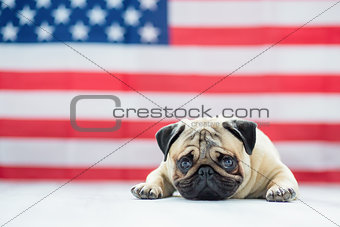 Beautiful beige puppy pug on the background of the American flag on Independence Day.