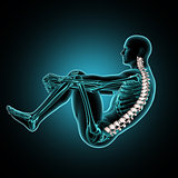 3D male medical figure in crunch position with spine highlighted