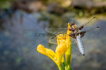 Dragon Fly on a flower viewed from above