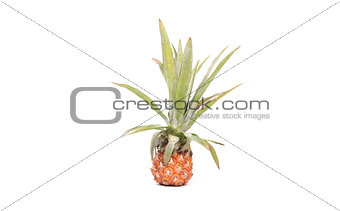 Mini fruit pineapple