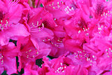 Pink Azaleas flowers background.