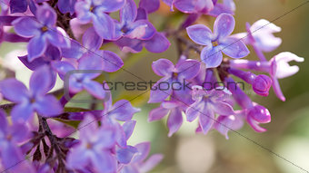 Close up of blossoming lilac .