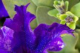 Macro shot on purple petunia flower and dew drops on petals.