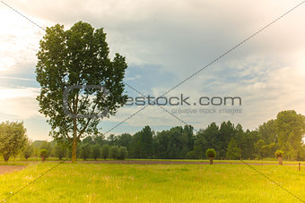 Tree, field, meadow and forest - blue sky in the summer on a sunny day
