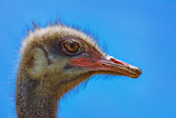 Portrait of Ostrich