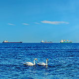 White Swans in the Black Sea